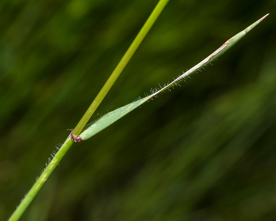 Aegilops triuncialis  (=Triticum triunciale) / Cerere allungata